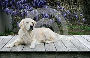 Pretty golden retriever is laying down on a wood deck