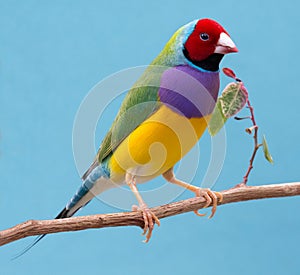 Pretty Gouldian Finch from Australia