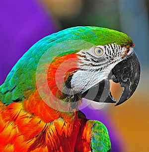 Pretty Green head Macaw