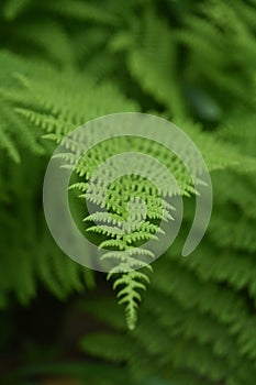 Pretty Green Lady Ferns Growing in the Wild