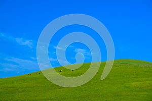 Meadow with beautiful blue sky background with copy space