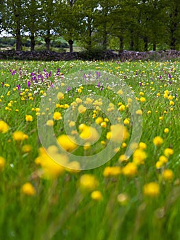 Pretty Green Meadow with lots of Colorful Spring Flowers photo