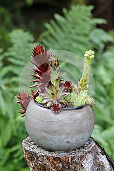 Pretty green and red houseleeks in a grey flower pot