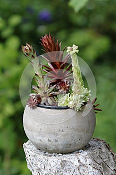 Pretty green and red houseleeks in a grey flower pot