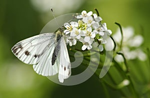 A Green-veined White Butterfly, Pieris napi, nectaring on a Garlic mustard flower in spring. photo