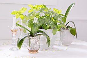Pretty green and white still life with flowerless potted orchids, basil and glass candlesticks