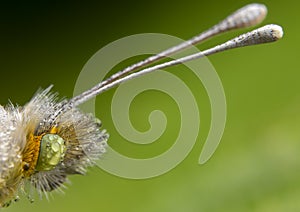 Pretty green and yellow butterfly closeup of antenna detail