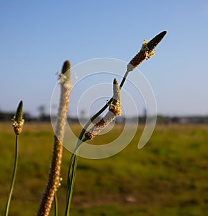 Pretty  Green and Yellow Corncob-shaped plants in Rondebosch Common