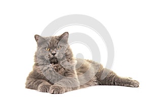 Pretty grey british longhair cat lying on the floor facing the camera