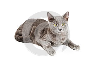 Pretty Grey Cat Lying in White