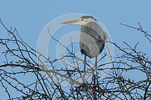 A pretty Grey Heron Ardea cinerea perching on top of a tree in winter.