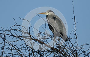 A pretty Grey Heron Ardea cinerea perching on top of a tree in winter.