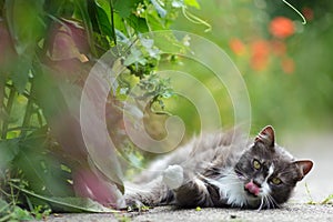 Pretty grey kitty licking its mouth