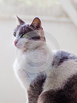 Pretty grey and white cat with green eyes and pink nose