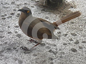 A pretty grey yellow-eyed dove