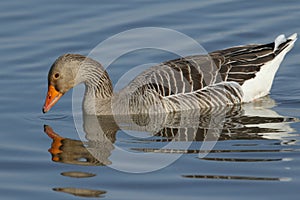 A pretty Greylag Goose Anser anser swimming and feeding on a lake, its reflection showing in the water.