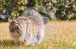 Pretty haired kitten outdoor, siberian purebred cat in relax in a garden