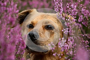 a pretty head portrait of a german shepherd mix among heather flowers
