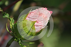 A pretty hibiscus button that unfolds