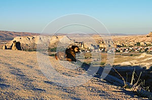 Pretty homeless dog is resting and watching to the scenic landscape of typical geologic formations in Cappadocia.