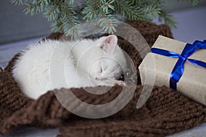 A pretty, homely, quiet kitten sleeps by the Rogers tree on a knitted blanket,