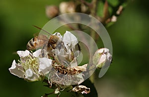A pretty Honey Bee, Apis mellifera, nectaring on a  blackberry flower.