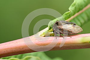 A pretty Horned Froghopper Centrotus cornutus perching on the stem of a plant.