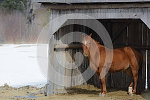 Pretty horse on a Canadian farm