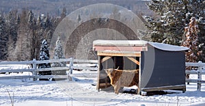 Pretty horse on a Canadian farm in winter