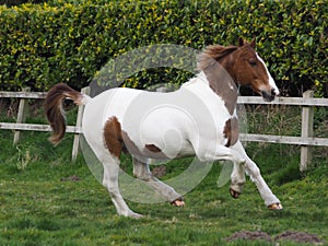 Pretty Horse Cantering