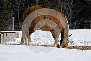 Pretty horse in a Quebec field in the Canadian winter