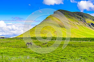 Pretty Icelandic horses grazing