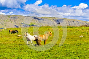 Pretty Icelandic horses grazing