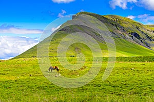 Pretty Icelandic horses grazing