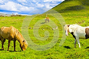 Pretty Icelandic horses grazing