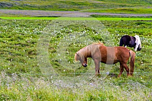 Pretty Icelandic horses grazing