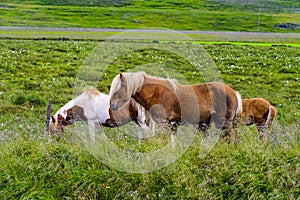 Pretty Icelandic horses grazing