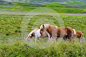 Pretty Icelandic horses grazing