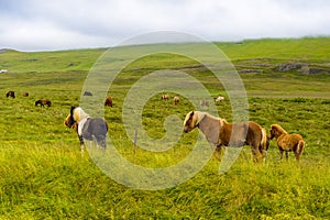 Pretty Icelandic horses grazing