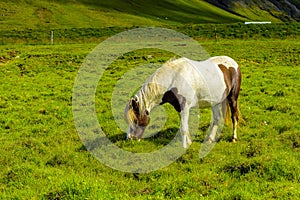 Pretty Icelandic horses grazing