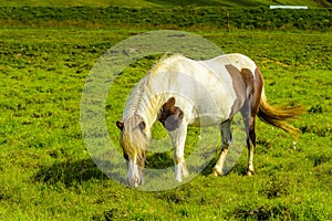 Pretty Icelandic horses grazing