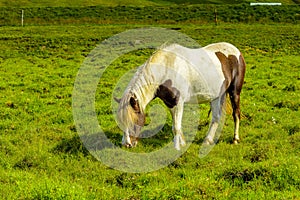 Pretty Icelandic horses grazing