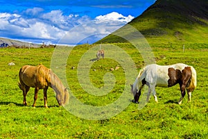 Pretty Icelandic horses grazing