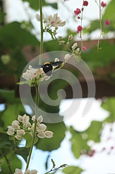 Pretty insect honey bee with beautiful flower photo