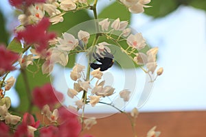 Pretty insect honey bee with beautiful flower photo