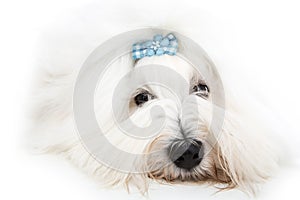 Pretty isolated young Cotton de Tulear whelp wearing blue ribbon