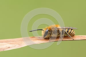A pretty Ivy Bee, Colletes hederae, roosting on a reed.