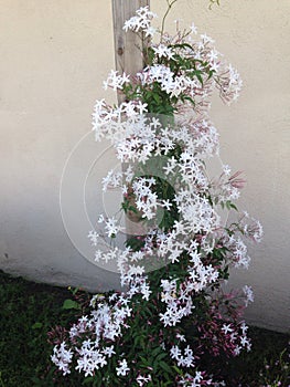 Pretty Jasmine flowers