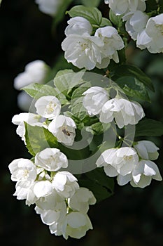 Pretty jasmine twigs with the fragrant white blossoms