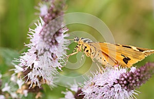 A pretty Jersey Tiger Moth Euplagia quadripunctaria f.lutescens nectaring on a mint flower.